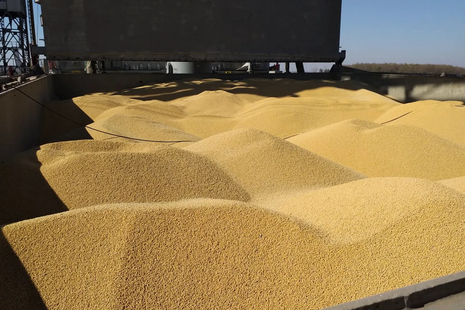 Soja distribuida dentro de la bodega de un buque durante la carga
